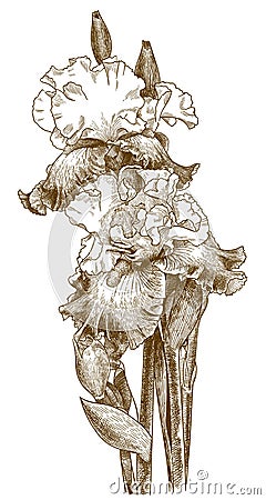 Engraving antique illustration of bearded iris Vector Illustration
