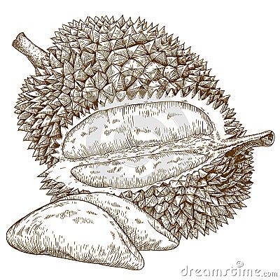 Engraving antique illustration of durian fruit Vector Illustration