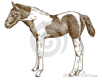 Engraving antique illustration of horse foal Vector Illustration