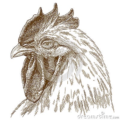 Engraving antique illustration of rooster head Vector Illustration