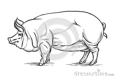 Engraving big pig or hog vector hand drawn Vector Illustration