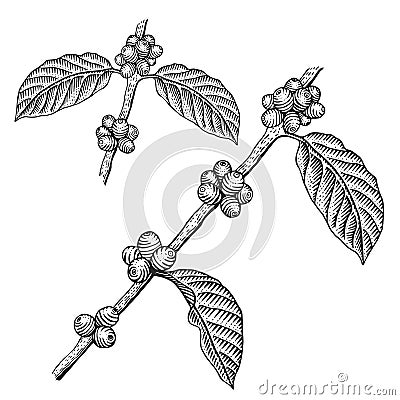 Engraving coffee branch Vector Illustration