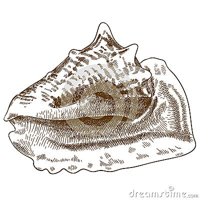 Engraving drawing illustration of big conch shell Vector Illustration