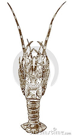 Engraving drawing illustration of big spiny lobster Vector Illustration