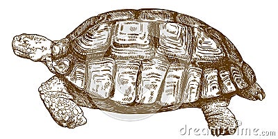 Engraving drawing illustration of big turtle Vector Illustration