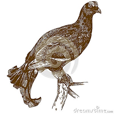 Engraving drawing illustration of black grouse Vector Illustration