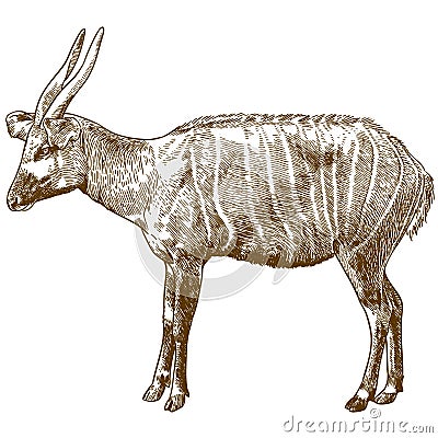 Engraving drawing illustration of bongo antelope Vector Illustration