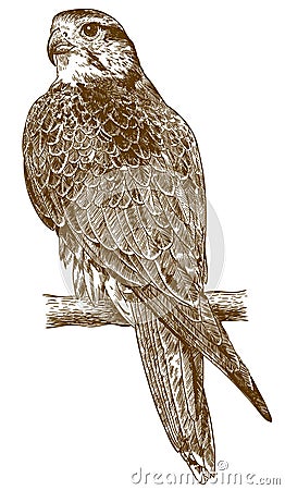 Engraving drawing illustration of falcon Vector Illustration