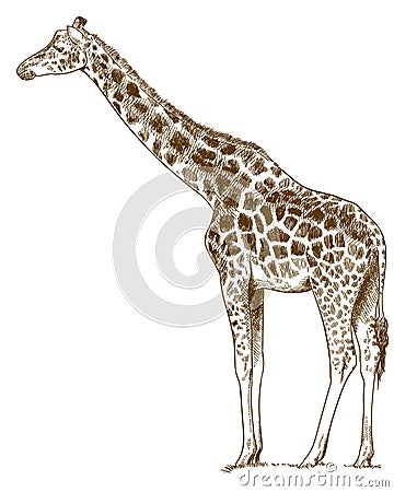 Engraving drawing illustration of giraffe Vector Illustration