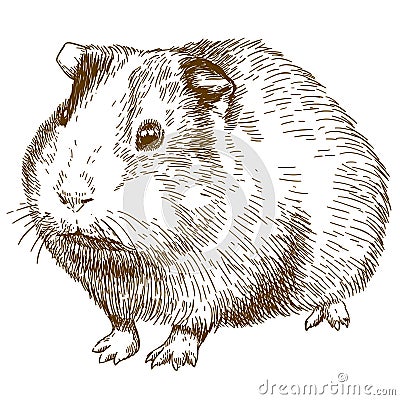 Engraving drawing illustration of guinea pig Vector Illustration