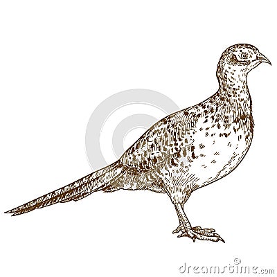 Engraving drawing illustration of pheasant female Vector Illustration