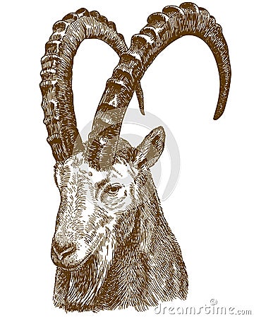 Engraving drawing illustration of siberian ibex Vector Illustration