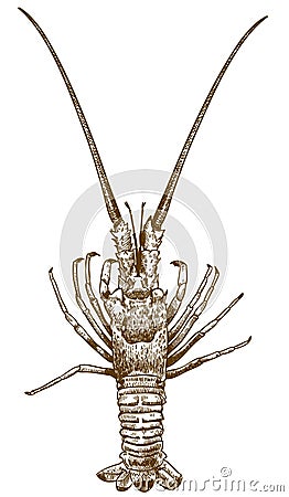 Engraving drawing illustration of spiny lobster Vector Illustration