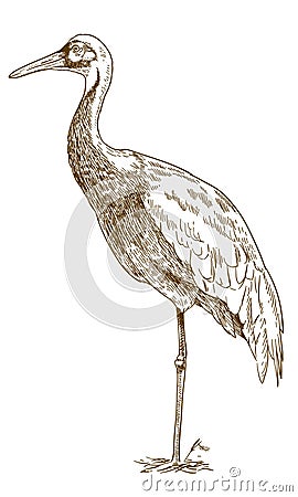 Engraving drawing illustration of white naped crane Vector Illustration