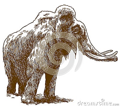 Engraving drawing illustration of woolly mammoth Vector Illustration