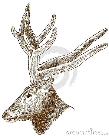 Engraving illustration of big deer head Vector Illustration