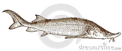 Engraving illustration of big sturgeon fish Vector Illustration