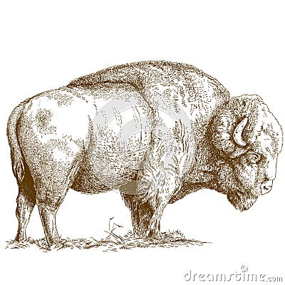 Engraving illustration of bison Vector Illustration