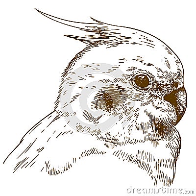 Engraving illustration of cockatiel head Vector Illustration