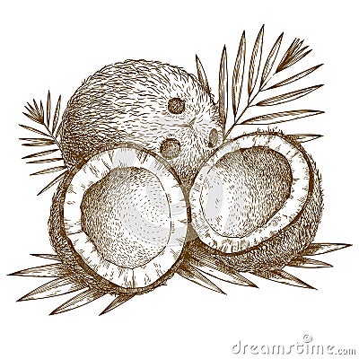 Engraving illustration of coconut and palm leaf Vector Illustration