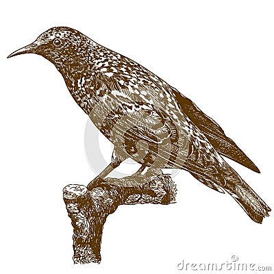 Engraving illustration of common starling Vector Illustration