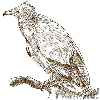 Engraving illustration of egyptian vulture Vector Illustration