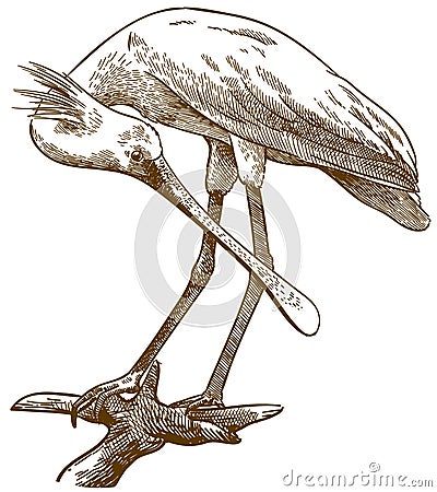 Engraving illustration of eurasian spoonbill Vector Illustration