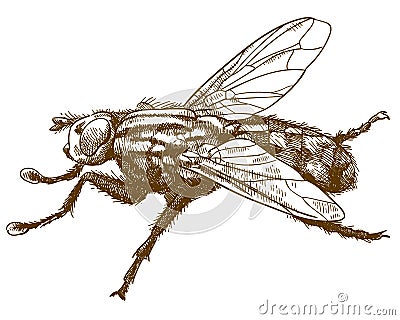 Engraving illustration of fly insect Vector Illustration