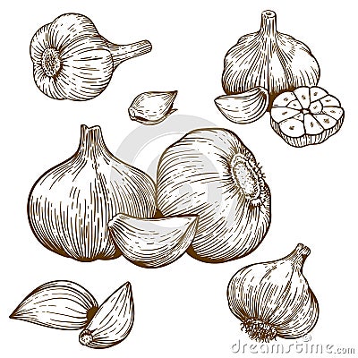 Engraving illustration of garlic Vector Illustration