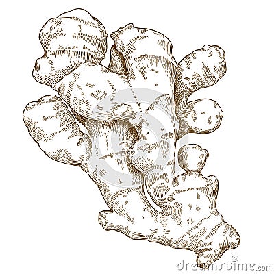 Engraving illustration of ginger root Vector Illustration