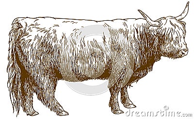 Engraving illustration of Highland cattle cow Vector Illustration