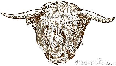 Engraving illustration of highland cattle head Vector Illustration