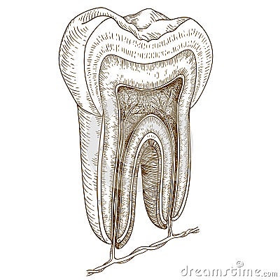 Engraving illustration of human tooth structure Vector Illustration