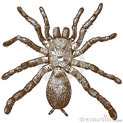 Engraving illustration of king baboon spider Vector Illustration