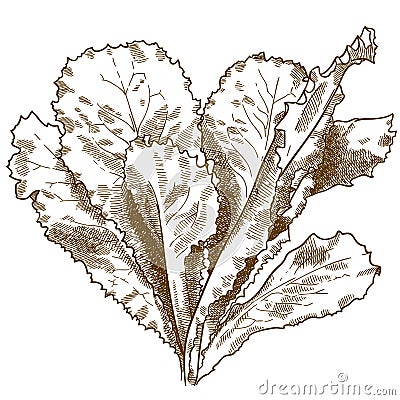 Engraving illustration of lettuce salad Vector Illustration