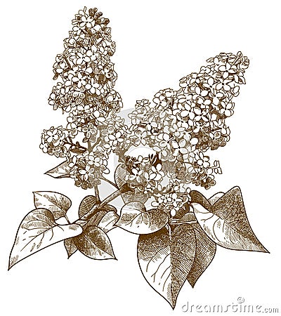 Engraving illustration of lilac syringa Vector Illustration