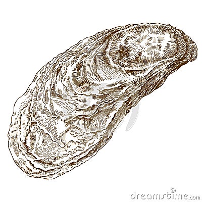 Engraving illustration of oyster shell Vector Illustration