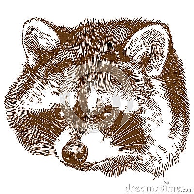 Engraving illustration of raccoon head Vector Illustration