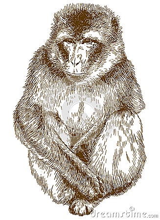 Engraving illustration of rhesus macaque Vector Illustration