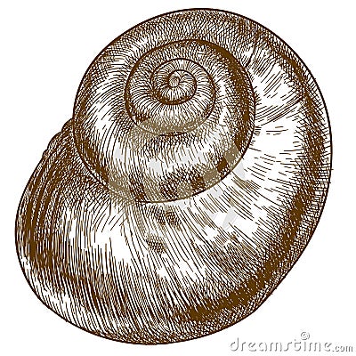 Engraving illustration of snail shell Vector Illustration