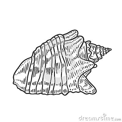 Engraving illustration of spiral seashell Vector Illustration