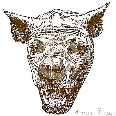 Engraving illustration of spotted hyena head Vector Illustration