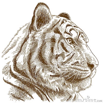 Engraving illustration of tiger head Vector Illustration