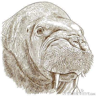 Engraving illustration of walrus head Vector Illustration