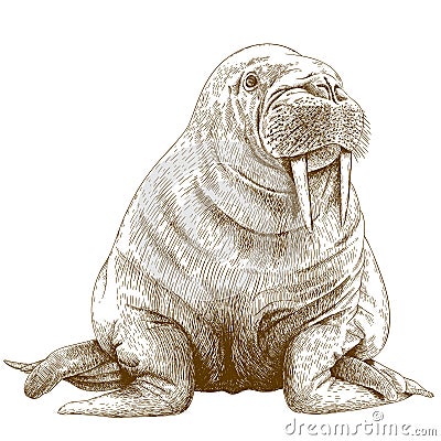 Engraving illustration of walrus Vector Illustration