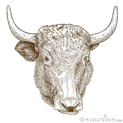 Engraving illustration of yak head Vector Illustration