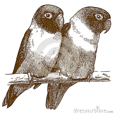 Engraving illustration of yellow-collared lovebird Vector Illustration