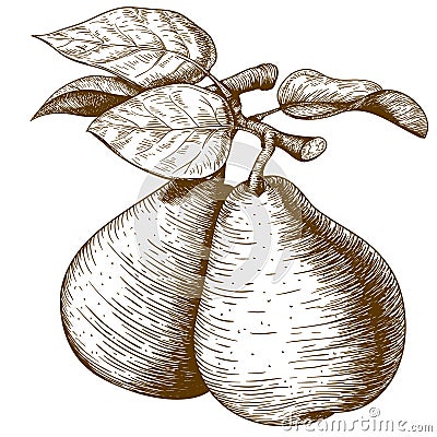 Engraving pear and leaf on the branch Vector Illustration