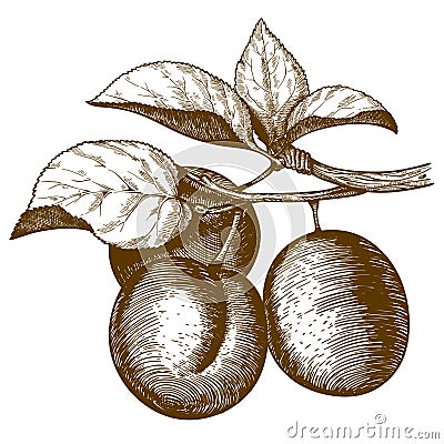 Engraving plum on the branch on white background Vector Illustration