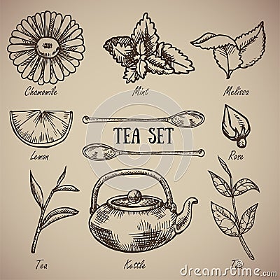 Engraving a tea set: chamomile, lemon balm, mint, lemon, spoons, rose, tea leaves, kettle. A vintage set of a tea Vector Illustration